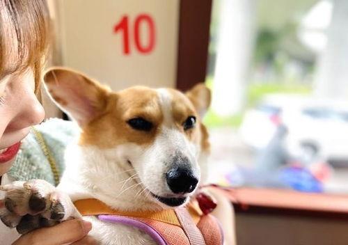 娱乐吃瓜酱缉毒犬,揭秘缉毒犬的神秘世界